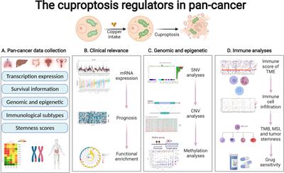 Regulation, genomics, and clinical characteristics of cuproptosis regulators in pan-cancer